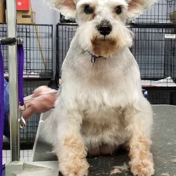 Meet your Posher, Darla - Picture 2 of 10